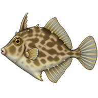 Planehead Filefish