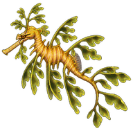 Leafy Seadragon