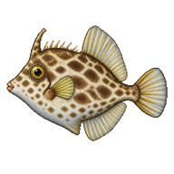 Pygmy Filefish