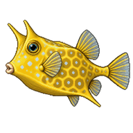 Honeycomb Cowfish