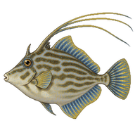 Threadsail filefish