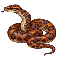 Colombian Rainbow Boa