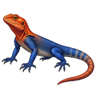 Common Agama
