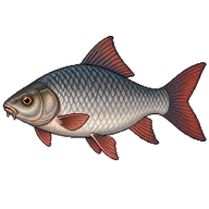 Rohu