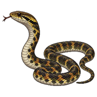 Dragon Snake