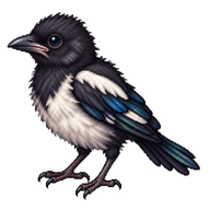 Black-billed Magpie Hatchling