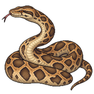 Indian Python