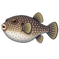 White-spotted Puffer
