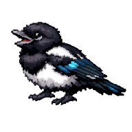 Black-billed Magpie Fledgling