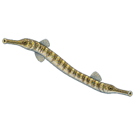 Double-ended Pipefish