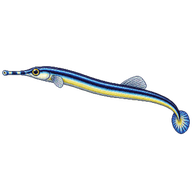 Bluestripe Pipefish