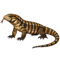 Gold Tegu