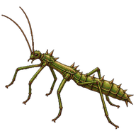 Giant Spiny Stick Insect