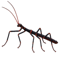 Black Beauty Stick Insect