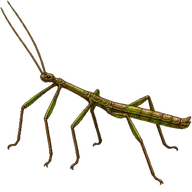 Brueckner's Stick Insect