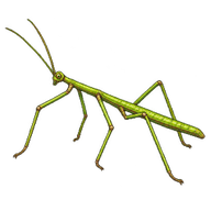 Peruvian Lime Green Stick Insect