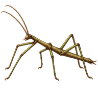 Johnson's Stick-insect