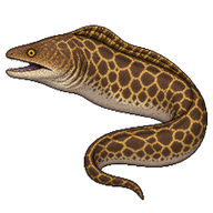 Indian Mud Moray