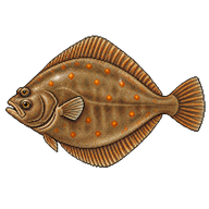 European Plaice