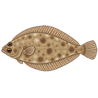 Common Sole Juvenile