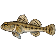 Sand Goby