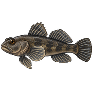 Black Goby