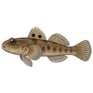 Two-Spotted Goby