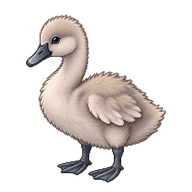 Mute Swan Cygnet