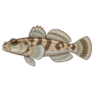 Western Tubenose Goby