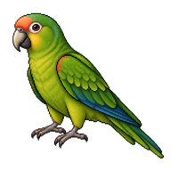 Peach-fronted Parakeet
