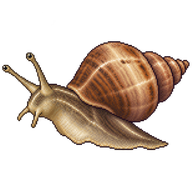 Common Sea Snail