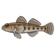 Common Goby