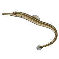Straight-nosed Pipefish