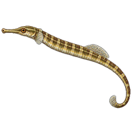 Broadnosed Pipefish