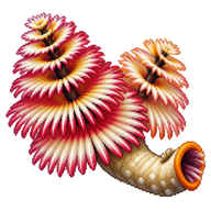 Christmas Tree Worm