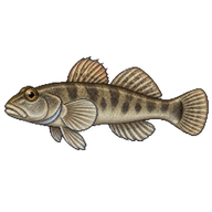 Padanian Goby