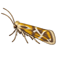 Goldenrod Elliptical-Gall Moth