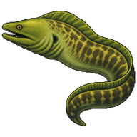 Green moray
