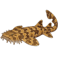 Ornate Wobbegong