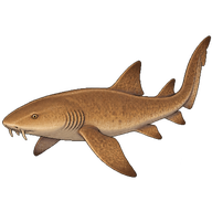 Tawny Nurse Shark