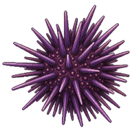 Atlantic Purple Sea Urchin