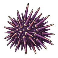 Variegated Sea Urchin