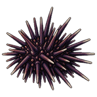 Rock-boring Urchin