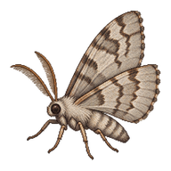 Spring Cankerworm Moth