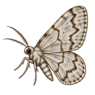 Bent-line Gray Moth