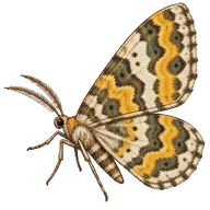 Guenée's Carpet Moth