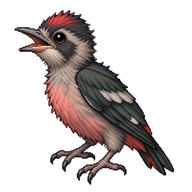 Lewis's Woodpecker Hatchling