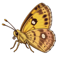 Roadside Sallow