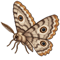 Peacock Moth