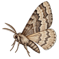 Spring Usher Moth